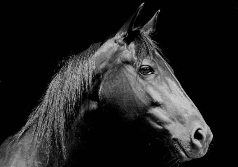 Horses: Cruel victims of lucrative drug trade
