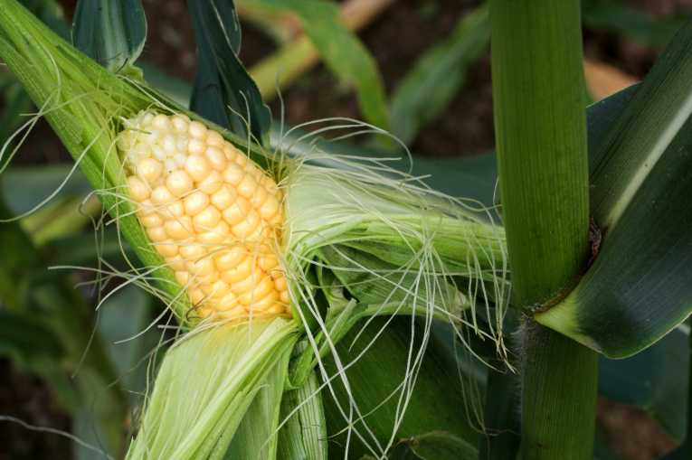 Hottest hit hardest - Africa's maize vulnerable to warming climate