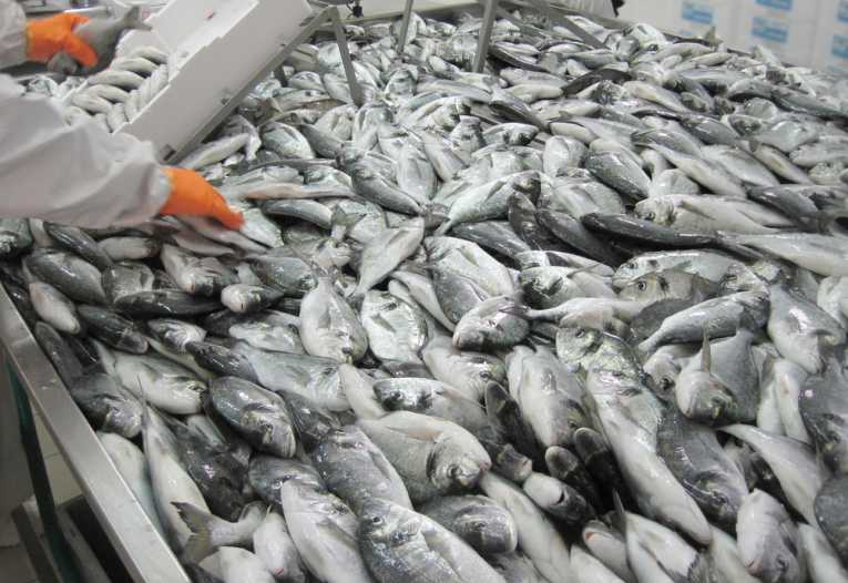 Aquaculture: How green is your farmed fish?