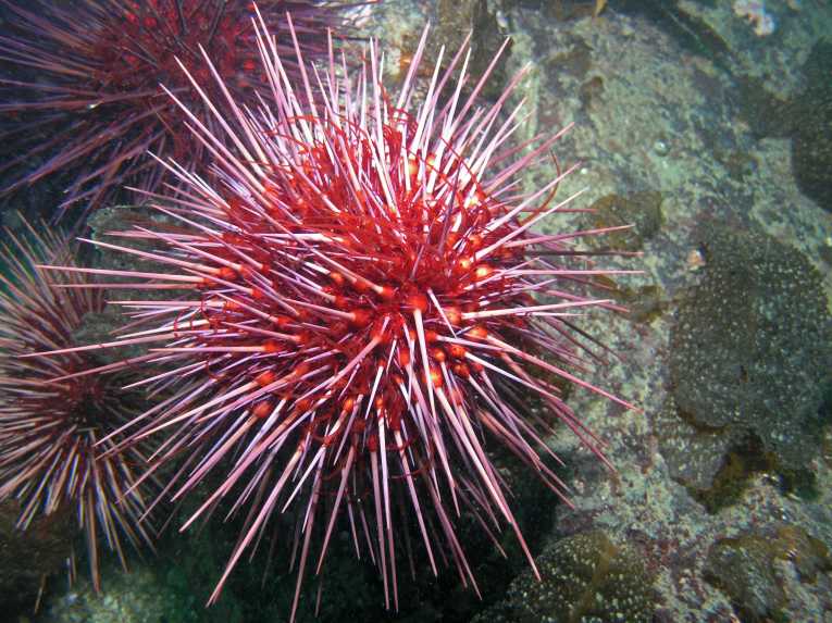 How urchins see when they have no eyes