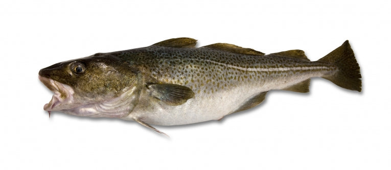 Hudson River fish evolve toxic immunity