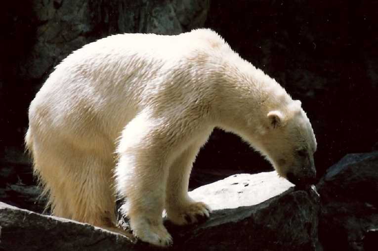 Polar bears starvation risk as Hudson Bay ice is late arriving