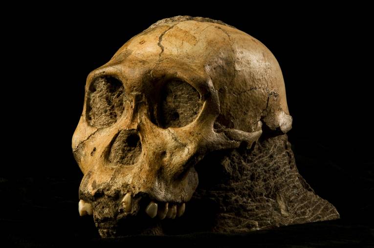 Human ancestors had teeth chemistry like giraffes