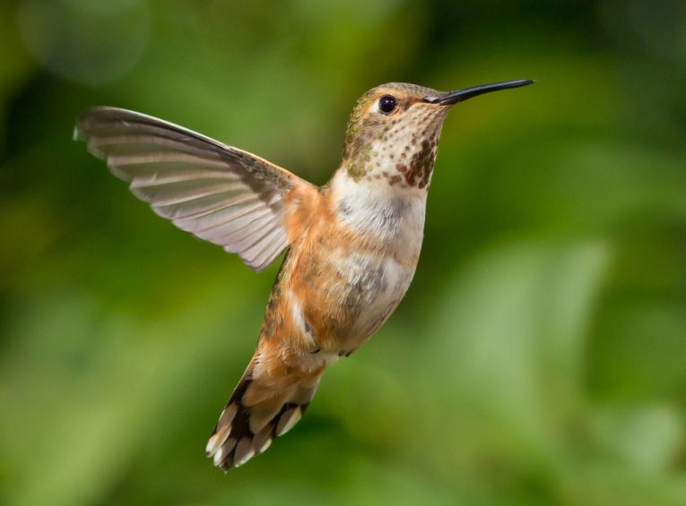 The hummingbird and the nectar collector