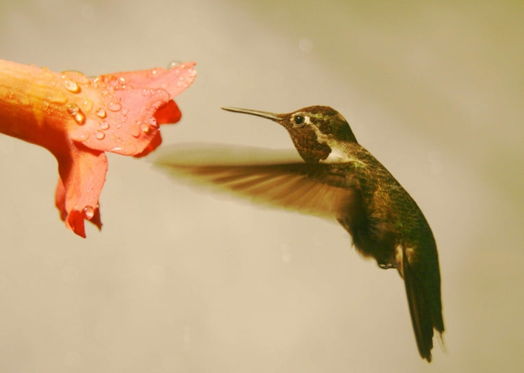 Humming in the Rain: Precipitation and Anna's Hummingbird Flight