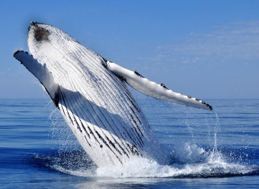 A case of getting the Humpback's choreography worked out