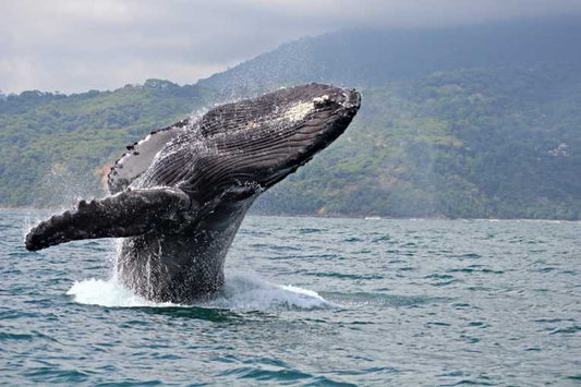 Humpback Numbers Higher