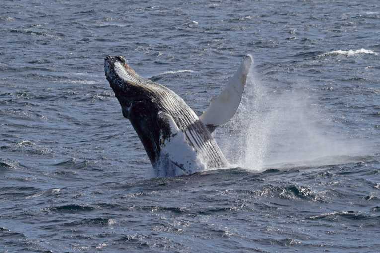Humpback whales singing different songs