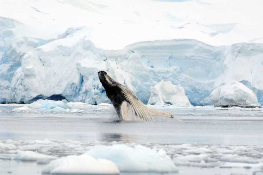 Humpback whales in super-aggregation in Antarctica