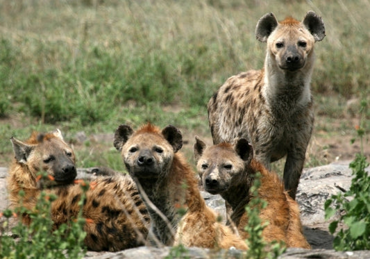 Hyena Problem Solving - Necessity is the Mother of Innovation