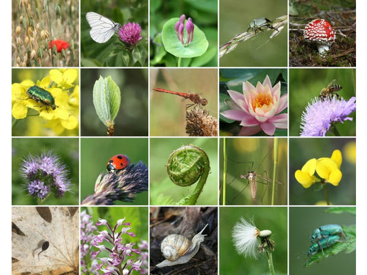 International Day for Biodiversity - 22nd May 2013