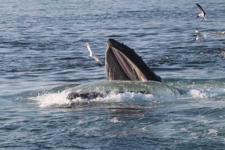 International deal on whale sanctuaries