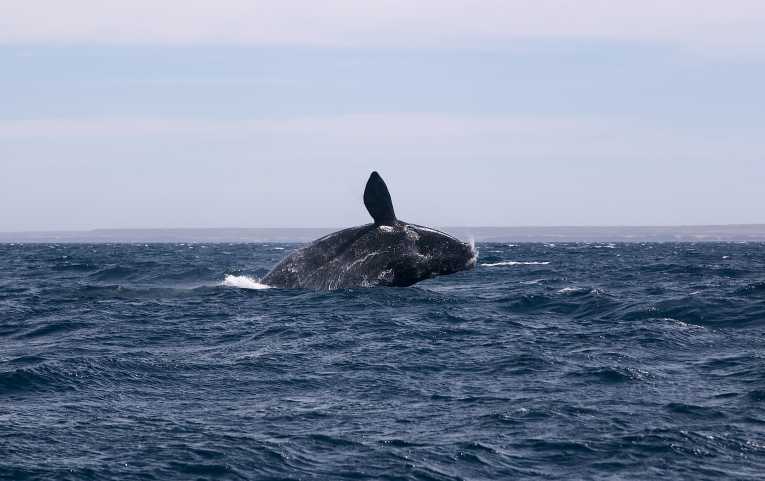 International Whaling Commission 2011 annual meeting assessment