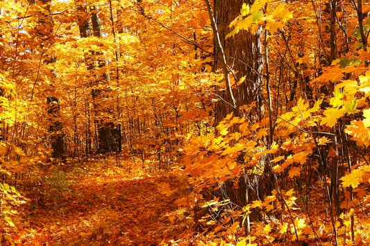 Invading beetles threaten autumn colours