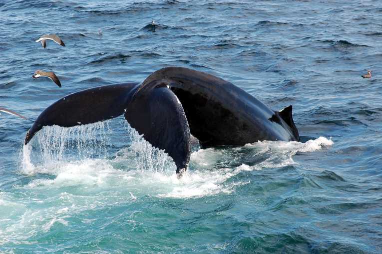 IWC should have whale conservation as priority - WWF