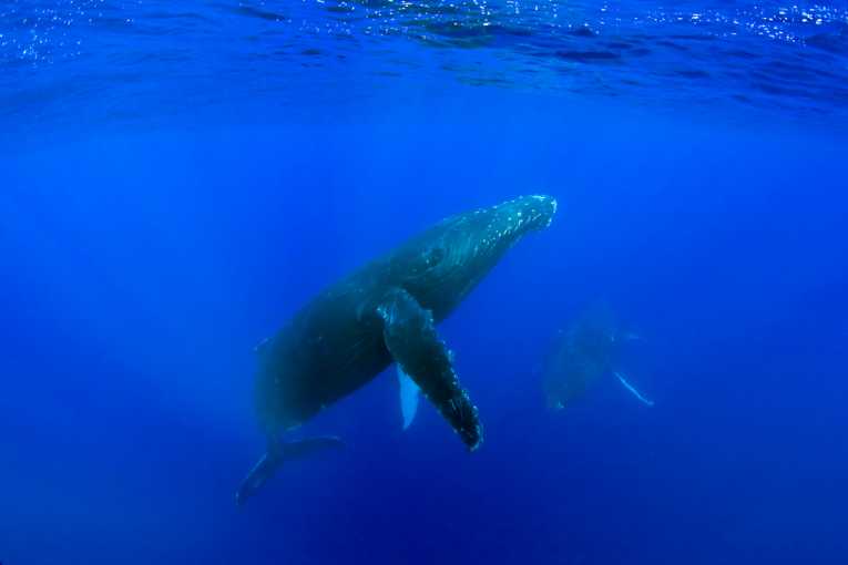 Atlantic whale sanctuary hopes dashed at IWC