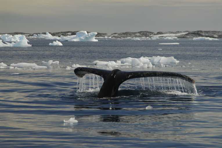 Japan to resume Southern Ocean whaling; Sea Shepherd to resume whale defence