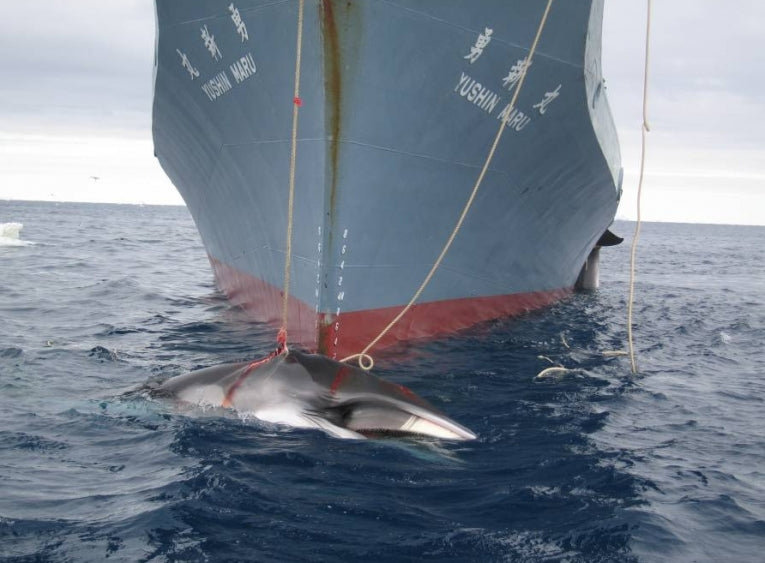 Japan's Whaling in Antarctica