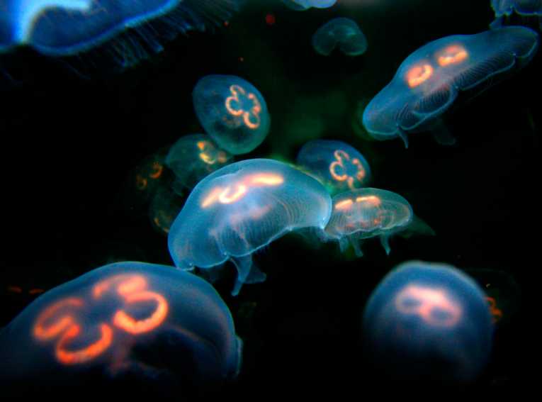 Jellyfish blooms leave fish short-changed