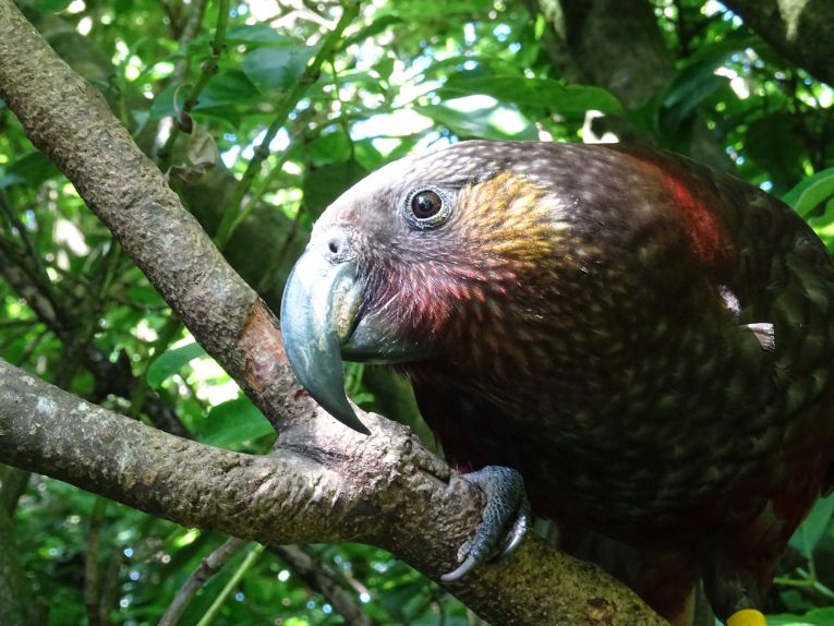Parrots learn  New (Zealand) tricks
