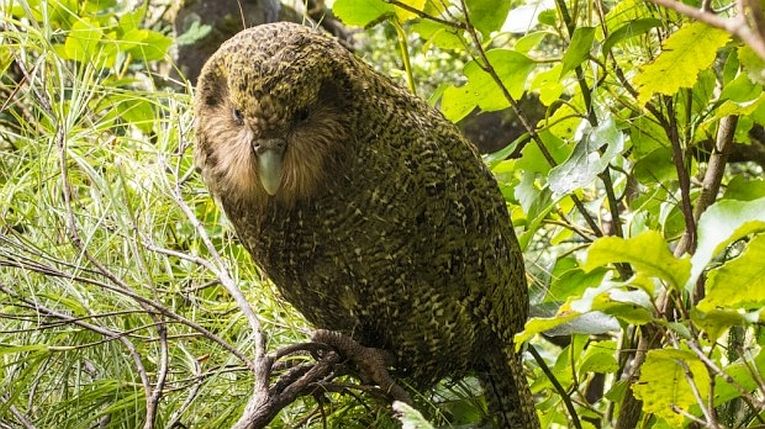 Parrots that can't fly or breed