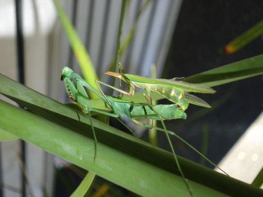 Femme fatale mantis is a cheating cannibal