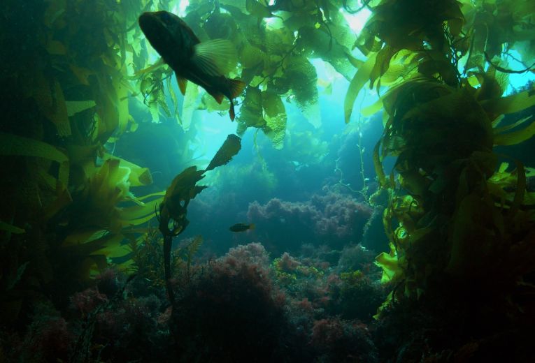 The value of underwater algal forest