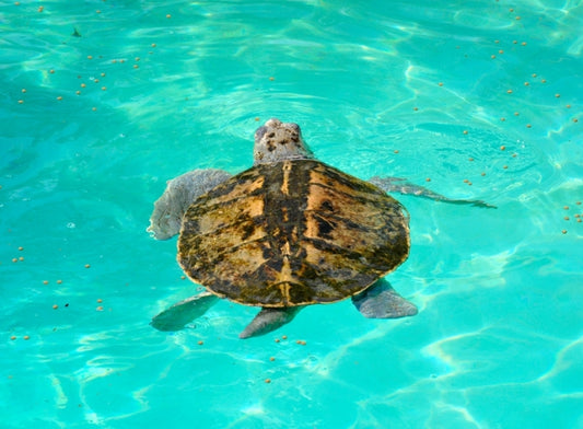 Kemp's Ridley turtles saved by science?