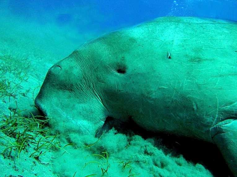 Khaki Army to protest against dugong and sea turtle killing