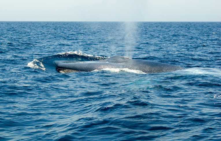 Kill ship speed not whales, say wildlife conservation groups