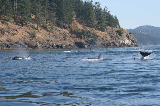 Inuit insight into killer whale (Orcinus orca) predation and prey