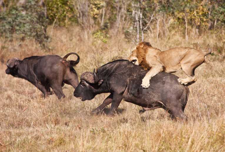 Killing Simbas: Lion Trade