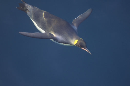 King Penguins Bravely Head South