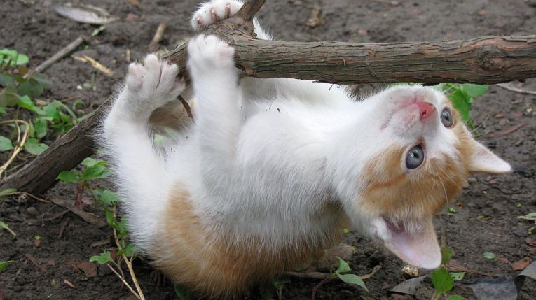 Cats spread parasites (and destroy wildlife.)