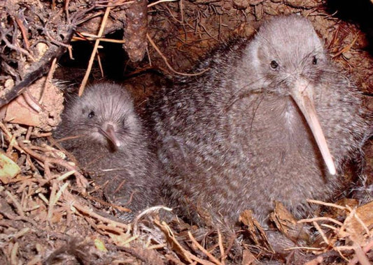 Kiwi Conservation Genetics