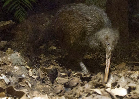 Forest loss in NZ reveals fire prevention ploys.