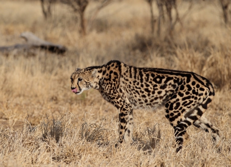 A First: Knocking the spots off your cheetah