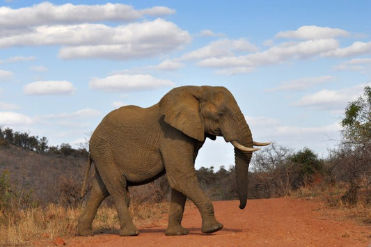 Poachers steal one elephant too many!