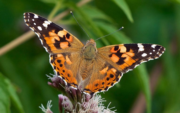 The great migration of the painted lady.