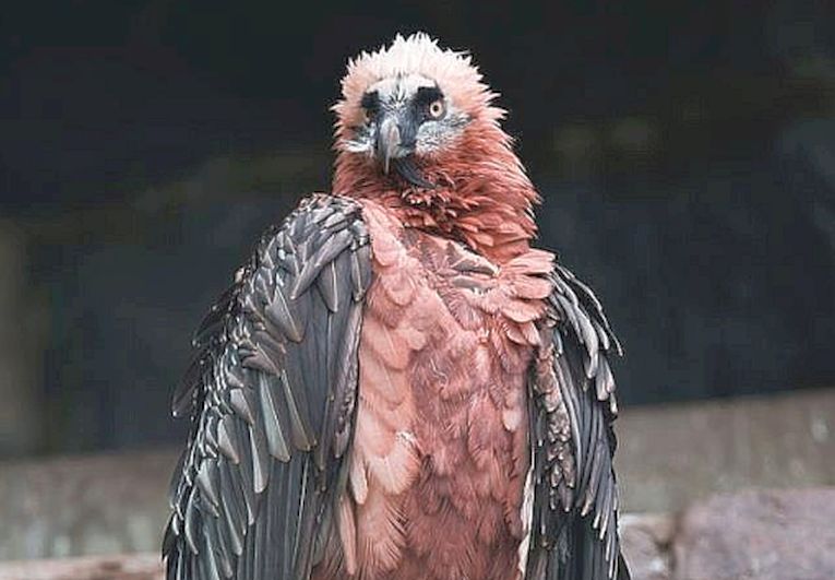 Feed the birds, but what about vultures?