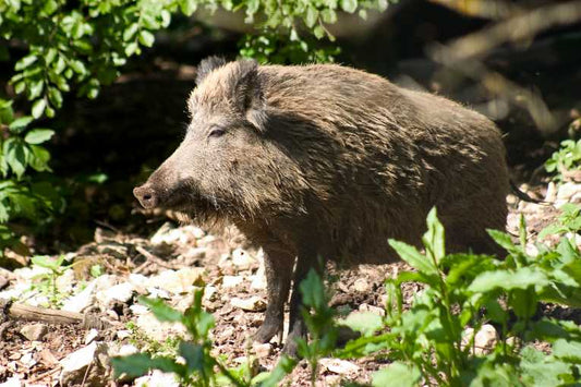 Large animals in French forests contribute to plant diversity