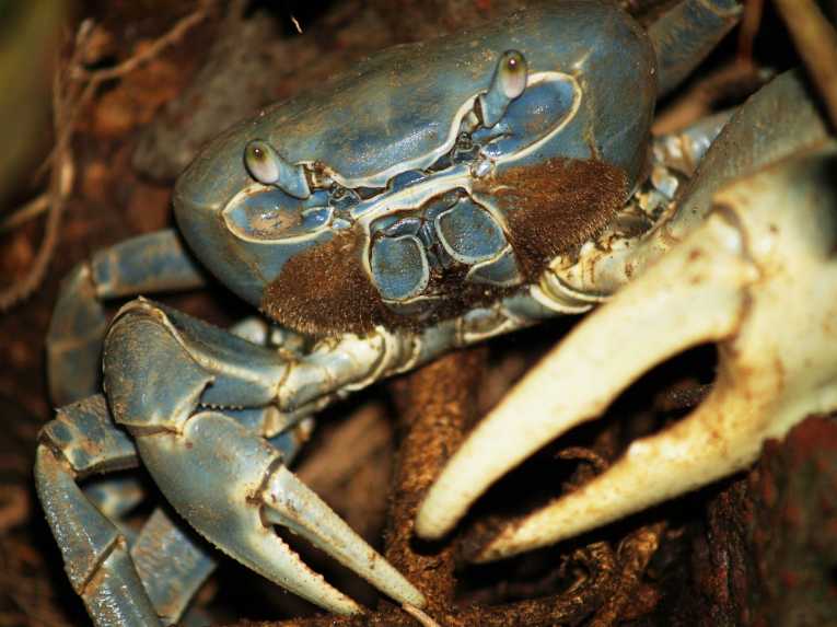 Large carnivorous Hawaiian crab driven to extinction by first arrivals