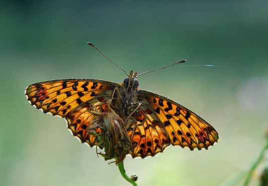 Largest ever butterfly map completed