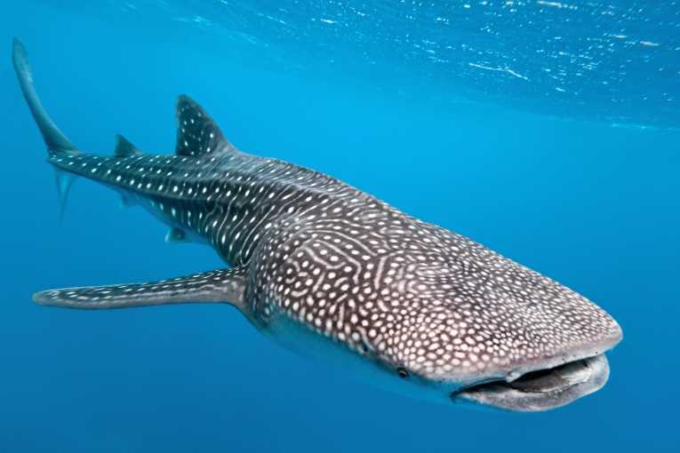 Largest group of largest fish shows Mexican waters importance