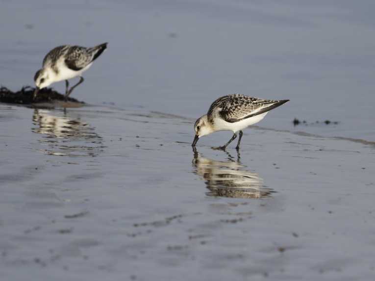 Last ditch attempt to save the spoon-billed sandpiper
