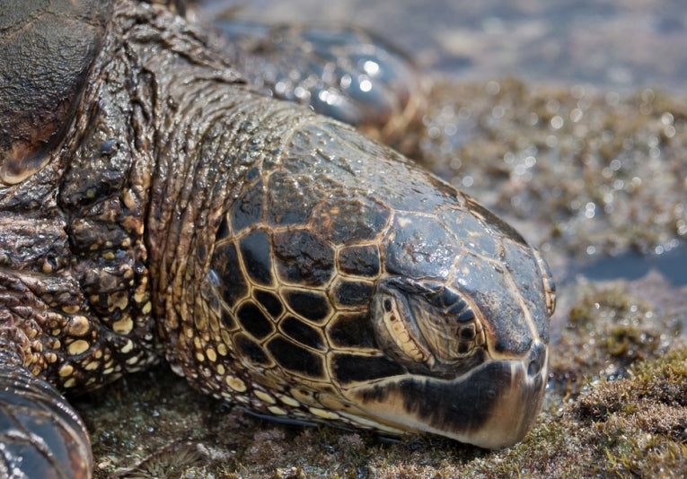 The Last Remaining Sea Turtle Breeding Farm in the World