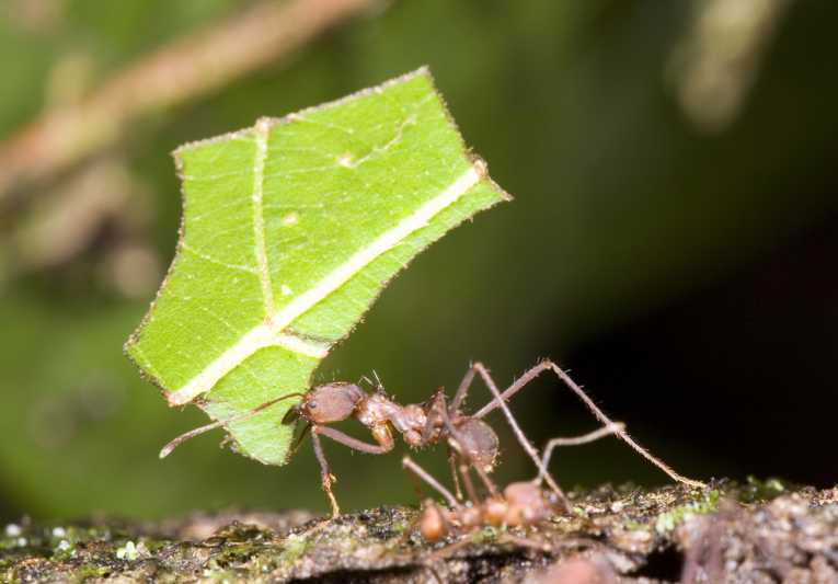 Comparing cities and blood systems with Atta forest ants