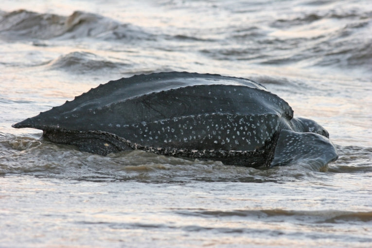 Lost Years of Leatherback Sea Turtle Hatchlings