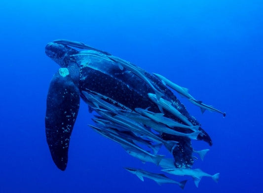 The Leatherback Strikes Back