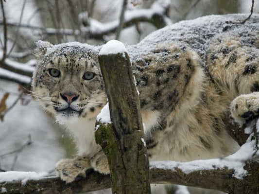 Snow leopard genetics